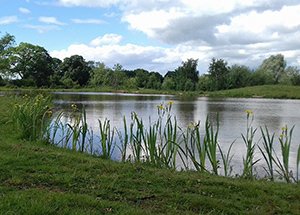 Willow Pool